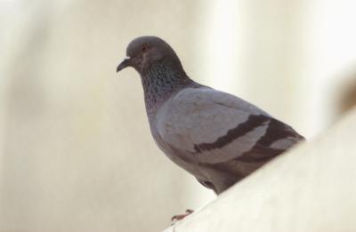 pigeon on ledge pigeon on ledge