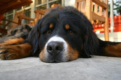 Parvo virus can be fatal to canines. Parvo virus can be fatal to canines.