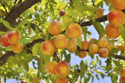peach tree with fruit peach tree with fruit