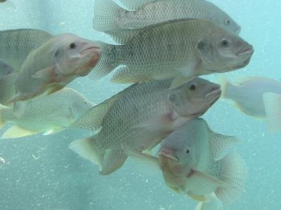 Tilapia can be grown in freshwater ponds. Tilapia can be grown in freshwater ponds.