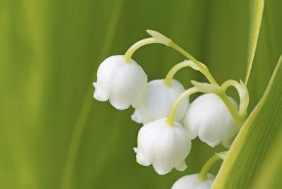 Close up of a Lily of the Valley. Close up of a Lily of the Valley.