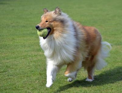 You want your dog to be healthy throughout the years. You want your dog to be healthy throughout the years.