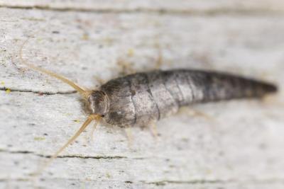 A silverfish. A silverfish.