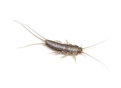 Close up of silverfish bug. Close up of silverfish bug.