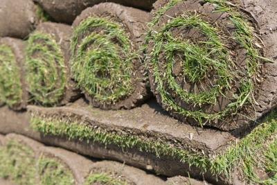 Sod is delivered in rolls that can be spread on prepared ground quickly and easily. Sod is delivered in rolls that can be spread on prepared ground quickly and easily.