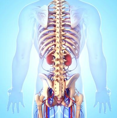 3D Illustration of human internal organs. 3D Illustration of human internal organs.