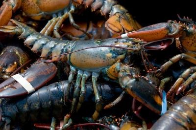 Live lobsters caught in Maine Live lobsters caught in Maine