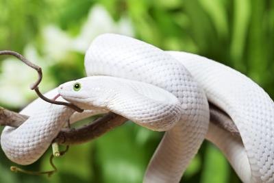 snake on wooden branch snake on wooden branch