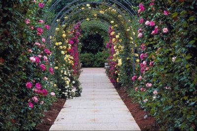 Roses climbing over an arbor walk are colorful and fragrant. Roses climbing over an arbor walk are colorful and fragrant.