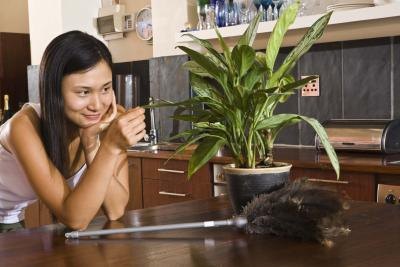 Lemon Lime Dracaenas are easy to care for. Lemon Lime Dracaenas are easy to care for.