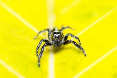 Black spider on leaf Black spider on leaf