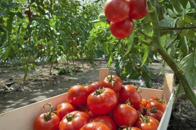 tomatoes are fruits but often categorized as vegetables tomatoes are fruits but often categorized as vegetables