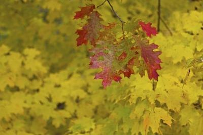 A cluster of red oak leaves dangling in front of yellow maple leaves in autumn. A cluster of red oak leaves dangling in front of yellow maple leaves in autumn.