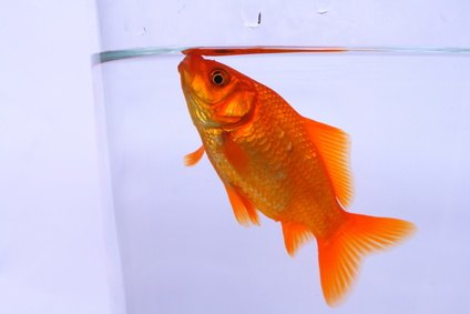 goldfish aquarium prolific goldfish aquarium prolific