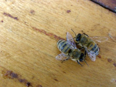 Interesting Facts About the Queen Bee (with Pictures) | eHow