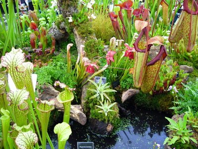 Carnivorous Plants in the Tropical Rainforest