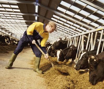 Many animal careers involve working with farm animals.