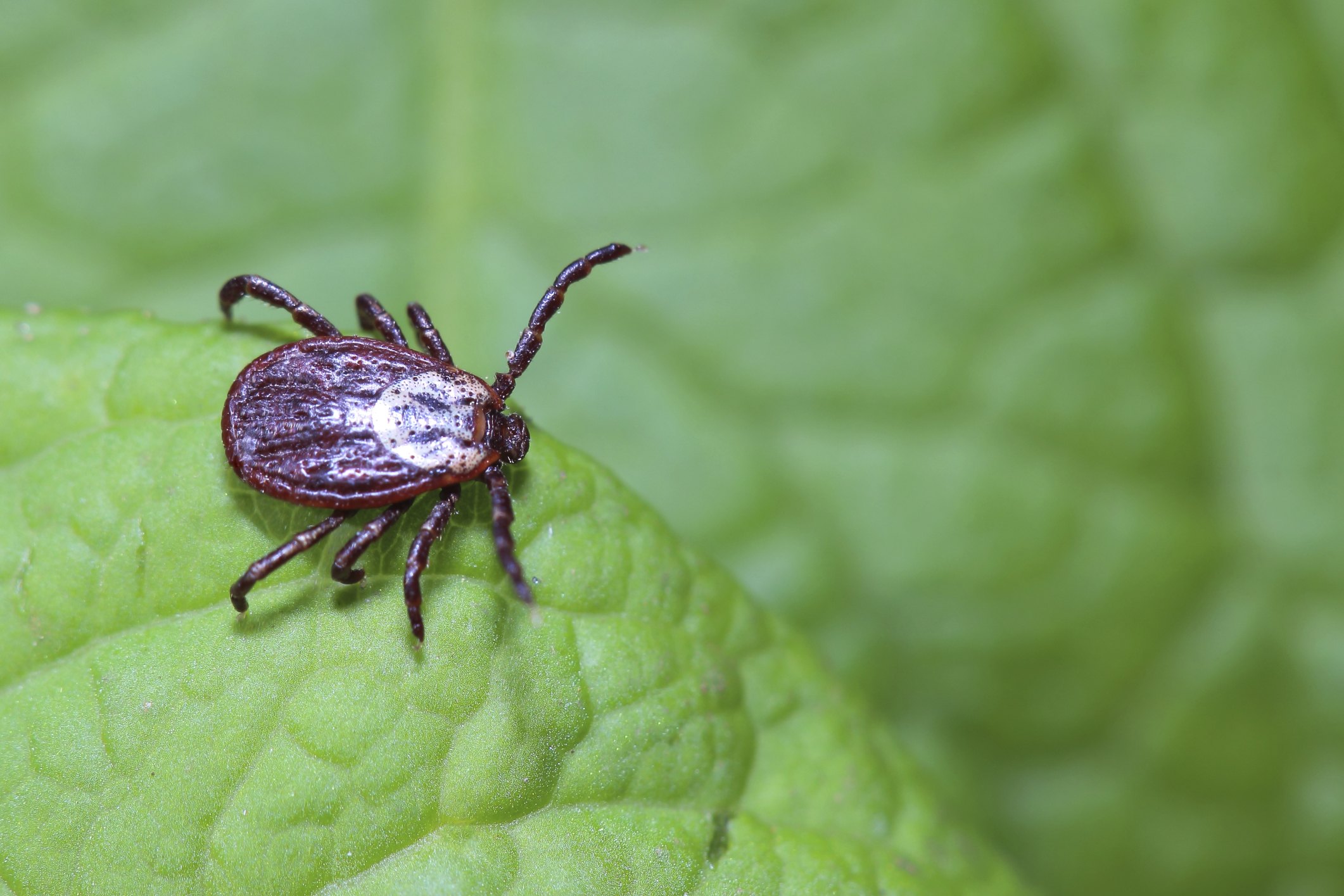 lyme vaccine side effects lyme disease vaccine side effects in dogs ehow lyme vaccine side effects lyme disease vaccine side effects in dogs ehow