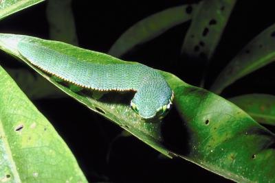 Close-up of a cabbage worm on a leaf. Close-up of a cabbage worm on a leaf.