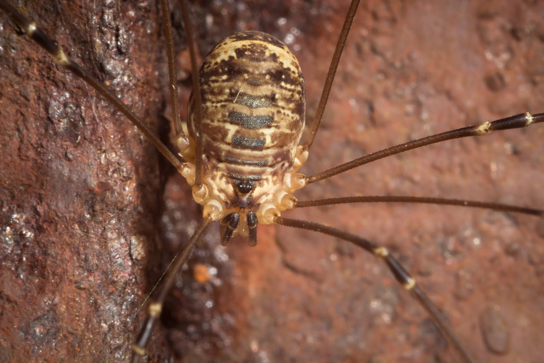 Daddy Long Legs Facts with Pictures EHow