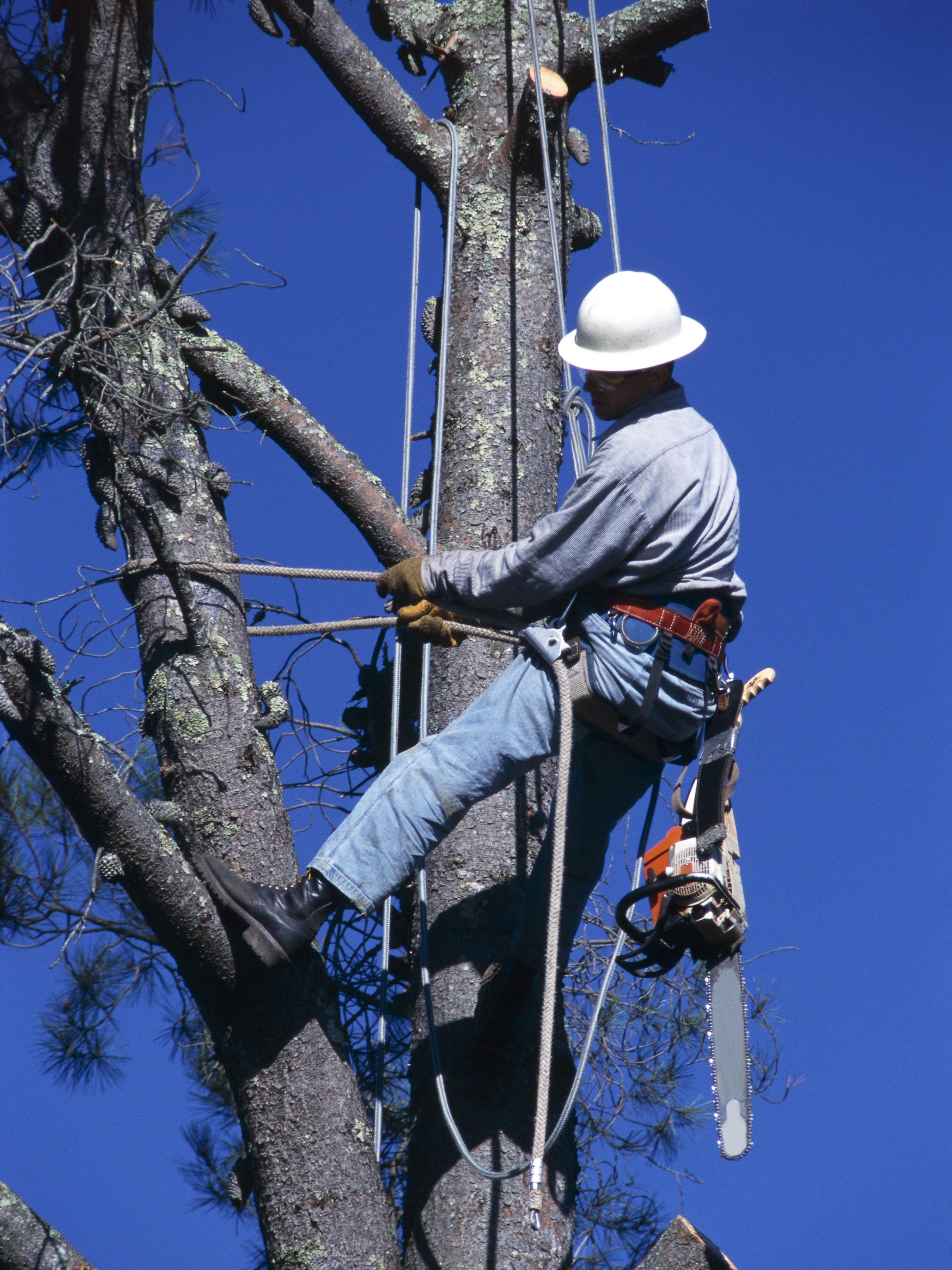 the-salary-of-a-certified-arborist-ehow