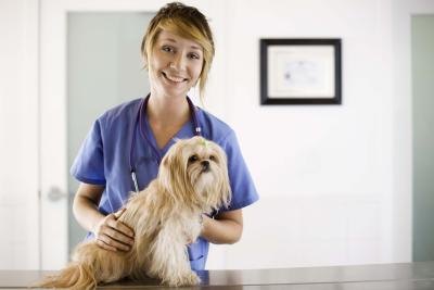 Natural Sedatives For Hyperactive Dogs Natural Sedatives For Hyperactive Dogs