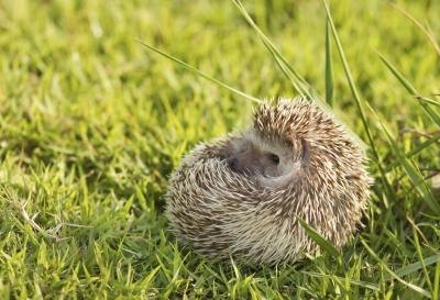 Information On Hedgehogs