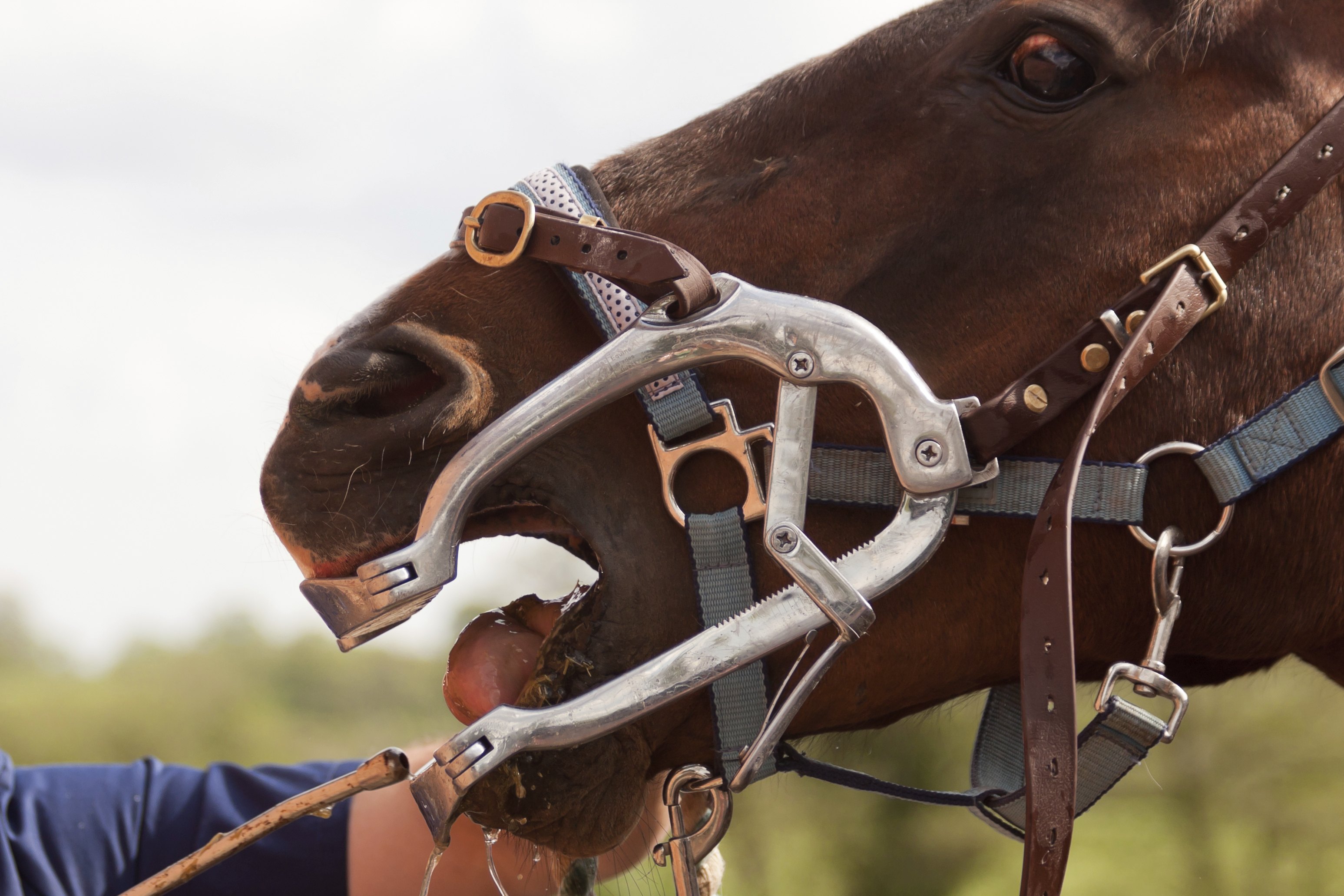 the-average-salary-of-a-horse-dentist-ehow