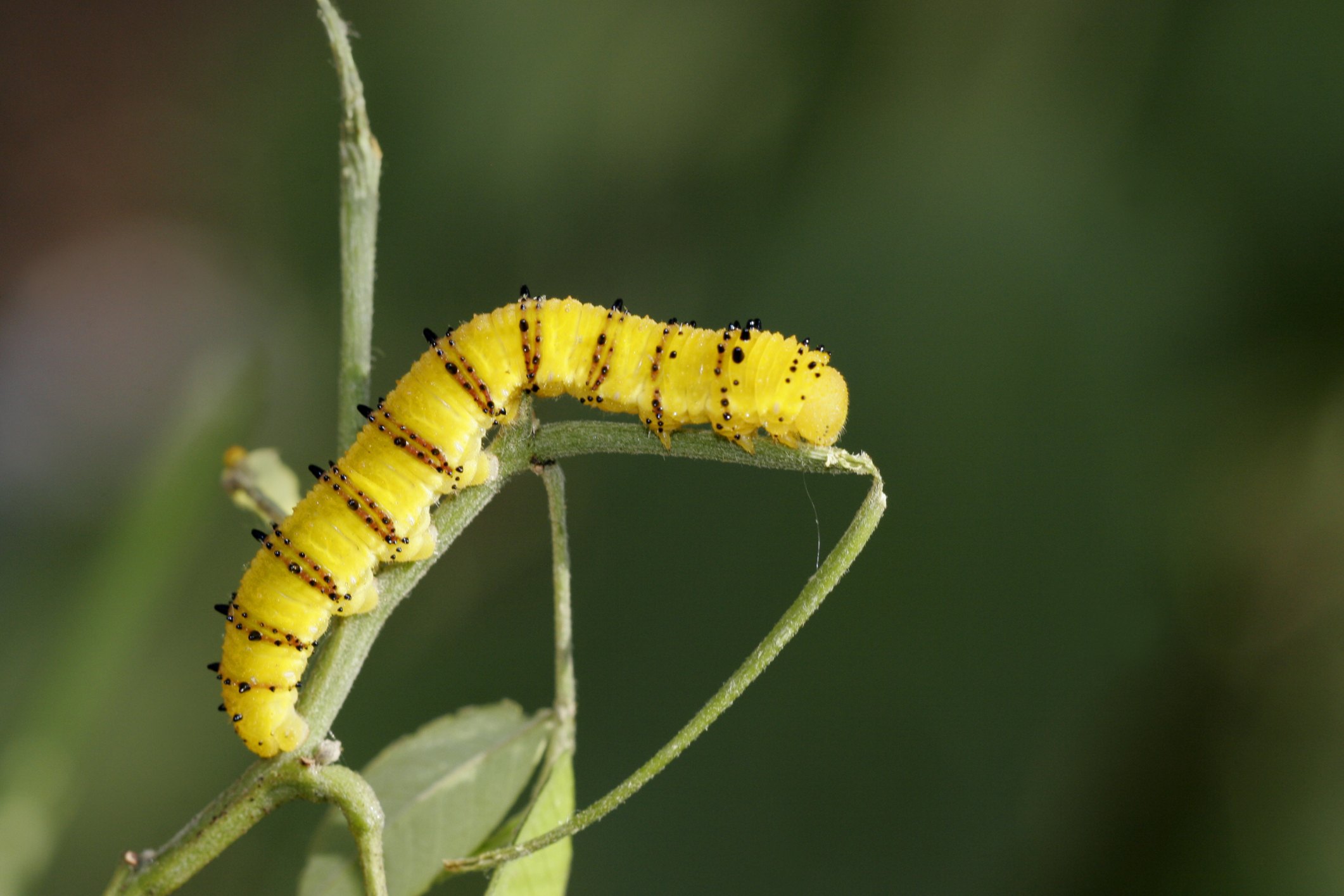 How to Care for a Caterpillar in a Jar Until It a