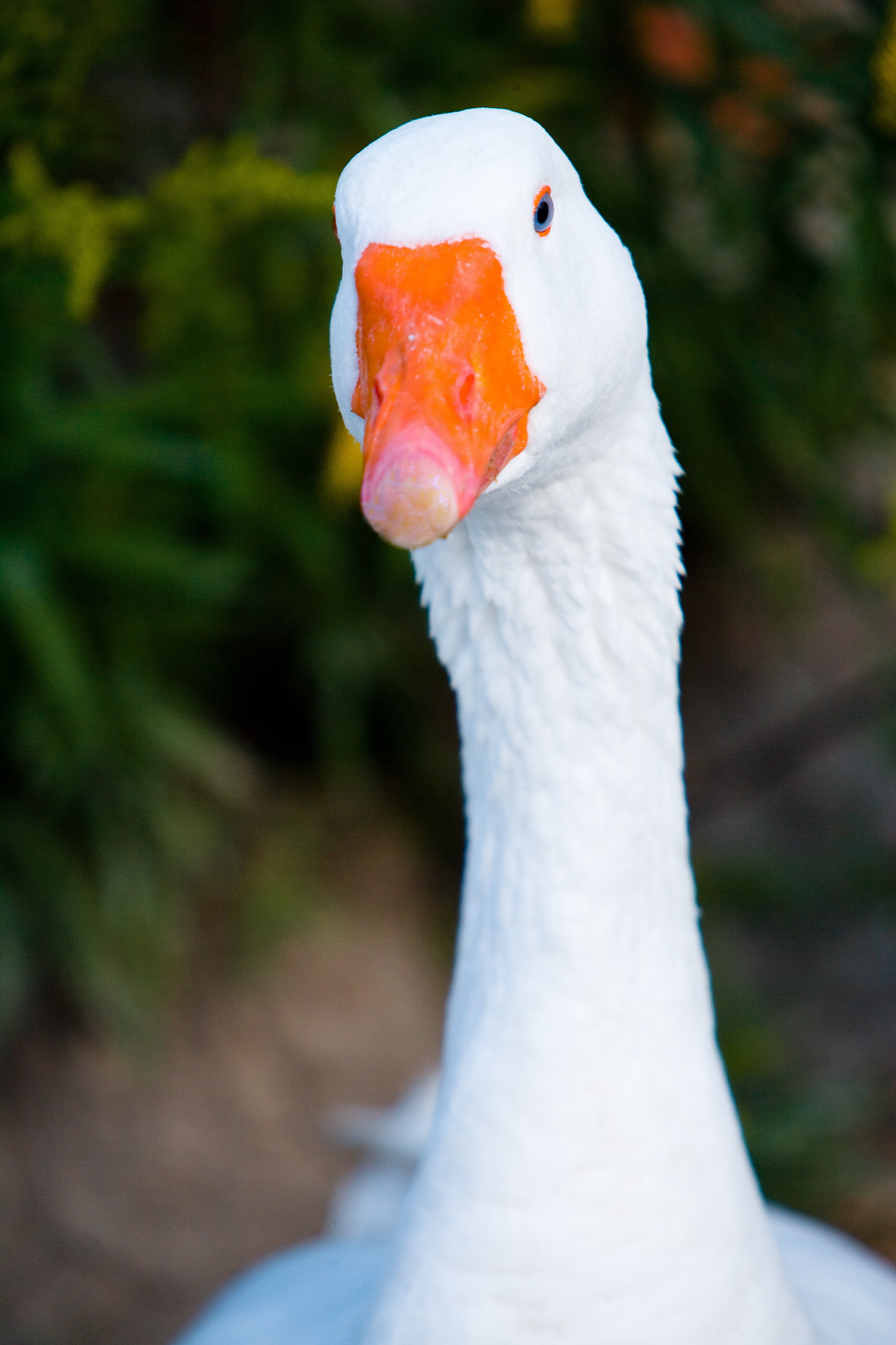 how to keep a from shedding how to keep a goose and feather jacket from shedding ehow how to keep a from shedding how to keep a goose and feather jacket from shedding ehow