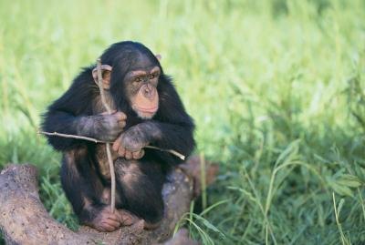 chimpanzee diet vs human