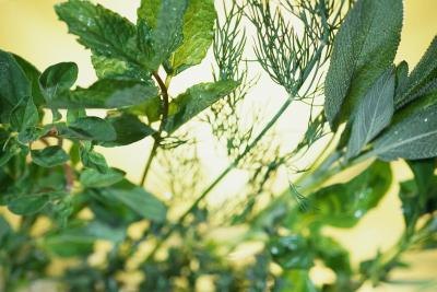 An assortment of garden herbs.