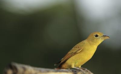 what kind of birds eat bees with pictures ehow what kind of birds eat bees with pictures ehow