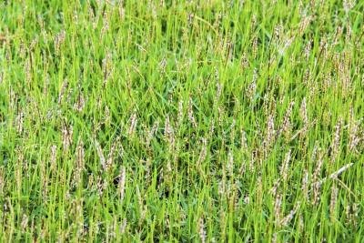 attract bees flowers don pampas grass field getty istock