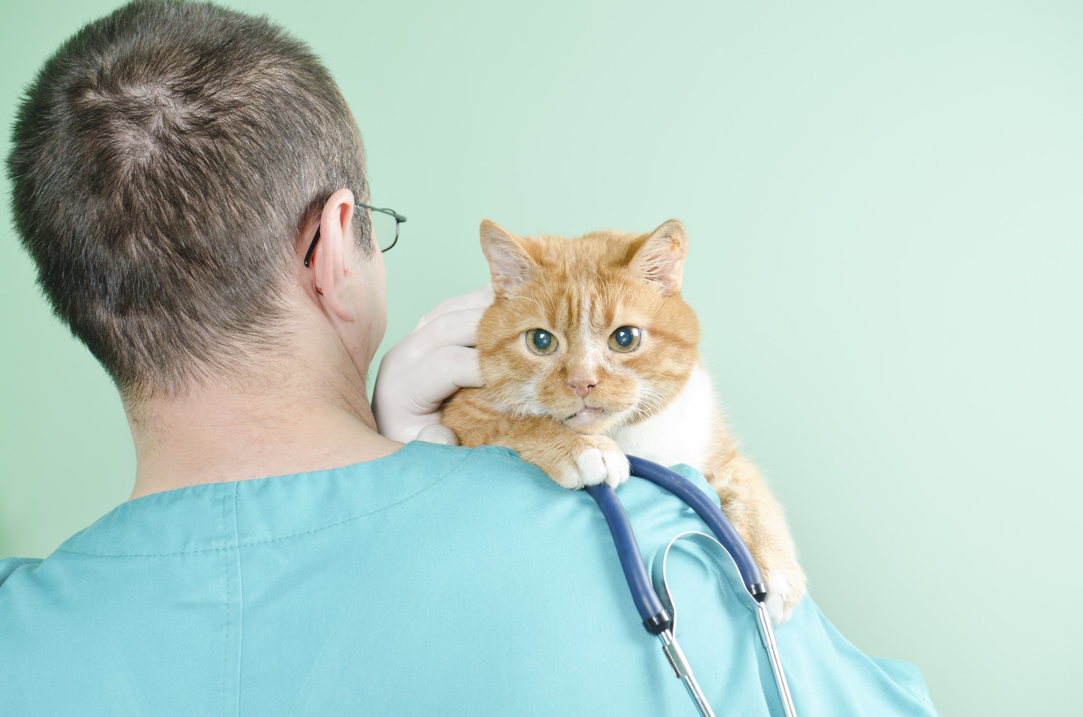 What Is High Grade Lymphoma In Cats