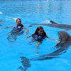How to Swim With Dolphins in Alabama