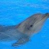 Where to Swim With Dolphins in Sarasota, Florida