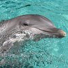 Dolphin Cruises in Jacksonville, Florida