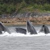 The Best Time for Whale Watching in Maine