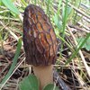 Central Illinois Mushroom Hunting