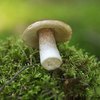 Mushroom Hunting in North Carolina