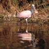 Birding in Sanibel Island, Florida