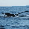 The Best Time for Whale Watching in California | USA Today