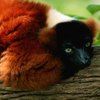 Information on the Madagascar Rainforest in Africa
