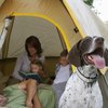Campgrounds in Northern California That Allow Dogs
