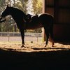 How to Write a Business Plan for an Equine Facility