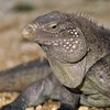 Policies on Reptiles on Airlines