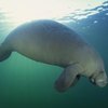 How to Swim With the Manatees in Clearwater, Florida