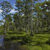 Louisiana's Top 10 Wetlands