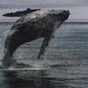Whale & Orca Tours in Anacortes, Washington